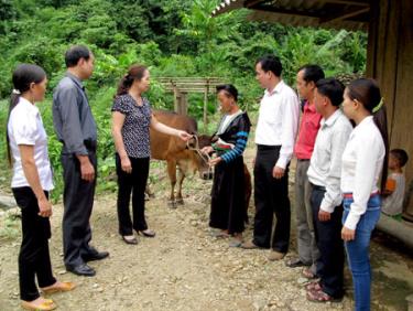 Đồng chí Sùng Thị Chư - Phó chủ tịch Ủy ban MTTQ tỉnh trao bò cho hộ gia đình chị Giàng Thị Mỷ, thôn Ba Cầu, xã Suối Bu.