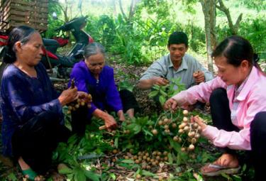 Để nhãn thực sự là cây trồng chủ lực thì cấp uỷ chính quyền xã Sơn Thịnh cần tìm ra giải pháp hợp lý phát triển cây trồng này.