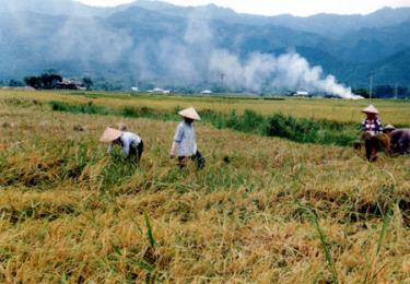 Thu hoạch lúa trên cánh đồng Mường Lò.
(Ảnh: Thanh Miền)