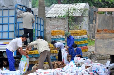 Các đơn vị chức năng thu gom gà mang đi tiêu hủy.