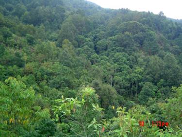 Rừng nguyên sinh Mù Cang Chải.