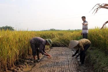 Gia đình ông Hoàng Văn Bá làm bầu ngô trước khi gặt lúa.
