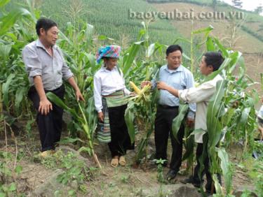 Lãnh đạo huyện Trạm Tấu kiểm tra hiệu quả diện tích ngô chuyển đổi tại xã Trạm Tấu.