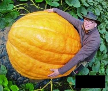 Quả bí ngô được cho là nặng 320kg

