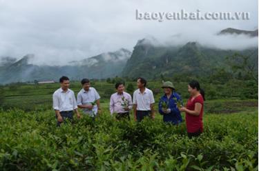 Đồng chí Trần Văn Mộc (thứ 3, trái sang) - Bí thư Huyện ủy Văn Chấn kiểm tra vùng chè mới cải tạo.