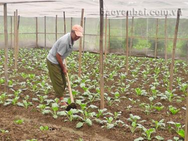 Ông Nguyễn Văn Tĩnh chăm sóc su hào trái vụ trong nhà lưới.