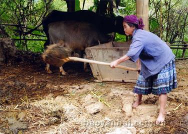 Làm chuồng nuôi trâu, bò và tận dụng nguồn phân để trồng ngô, lúa là nét mới trong thay đổi tập quán chăn nuôi của đồng bào Mông.