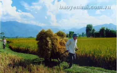 Nông dân thị xã Nghĩa Lộ thu hoạch lúa mùa sớm.
(Ảnh: Đức Hồng)