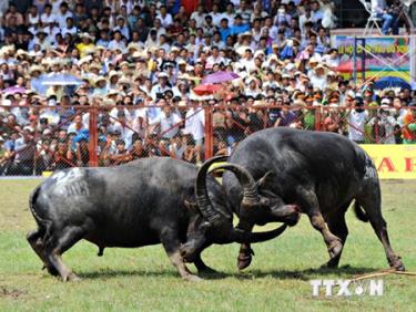 Lễ hội chọi trâu Đồ Sơn.