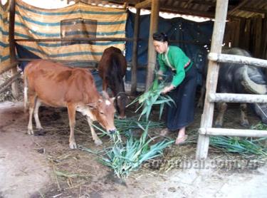 Trồng cỏ phục vụ chăn nuôi đại gia súc là một trong những giải pháp để đàn bò phát triển bền vững.
