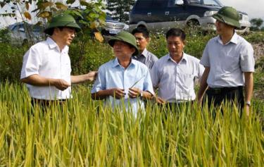 Đồng chí Hoàng Xuân Nguyên – Phó chủ tịch UBND tỉnh, cùng các đồng chí lãnh đạo huyện Văn Chấn thăm và kiểm tra chất lượng giống lúa DS1.