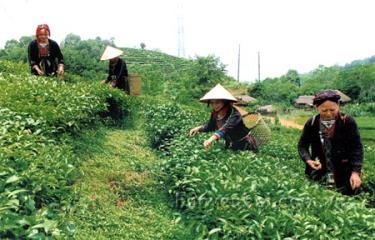 Đồng bào Dao xã Tân Nguyên thu hái chè.