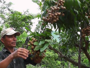 Ông Đặng Xuân Nghĩa thu hoạch nhãn ghép.