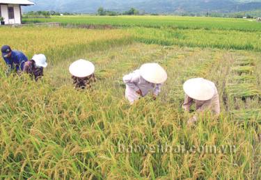 Nông dân Nghĩa Lộ thu hoạch lúa mùa năng suất đạt trên 60 tạ/ha.