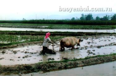 Đồng bào Thái xã Hạnh Sơn (Văn Chấn) làm đất gieo cấy vụ đông.
(Ảnh: Đức Hồng)