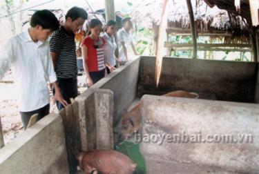 Mô hình nuôi lợn đã giúp nhiều hội viên phụ nữ phát triển kinh tế, xóa đói giảm nghèo.
