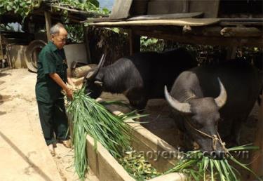 Ông Giàng A Chinh ở bản Tà Ghênh, xã Lao Chải chăm sóc đàn trâu.
