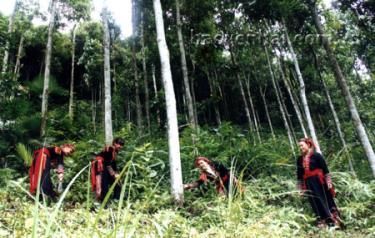 Nông dân xã Quang Minh (Văn Yên) chăm sóc quế.
(Ảnh: Linh Chi)