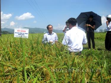 Lãnh đạo Sở Khoa học và Công nghệ tỉnh Yên Bái thăm mô hình sản xuất lúa thuần Hương Chiêm tại xã Đại Phác, huyện Văn Yên.
