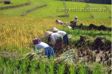 Đồng bào Mông Trạm Tấu với những mùa lúa bội thu.
