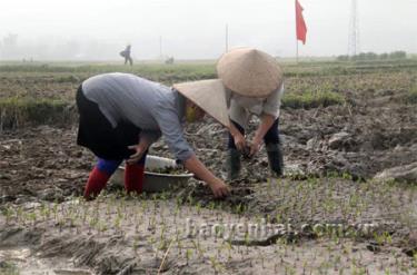 Nông dân xã Phù Nham (Văn Chấn) đánh bầu trồng ngô đông.
