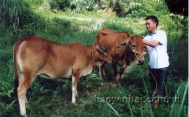 Nhờ chương trình hỗ trợ giống gia súc của Nhà nước, gia đình anh Lý A Sử ở thôn 8, xã Châu Quế Thượng đã có bò để nuôi phát triển kinh tế.
