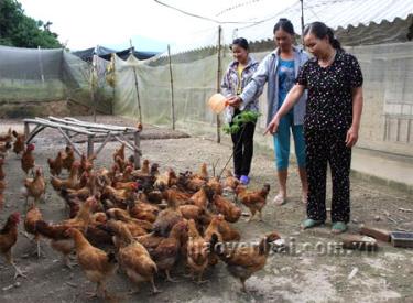 Hội viên Câu lạc bộ khuyến nông tự nguyện thôn Chăn Nuôi trao đổi kinh nghiệm chăn nuôi.