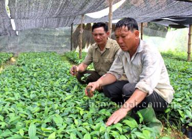 Ông Đặng Văn Hiện (bên phải) trao đổi kinh nghiệm chăm sóc quế với người dân trong thôn.