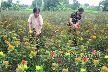 Trồng hoa mang lại thu nhập ổn định cho nhiều hộ nông dân ở xã Tuy Lộc. (Ảnh: Hồng Duyên)