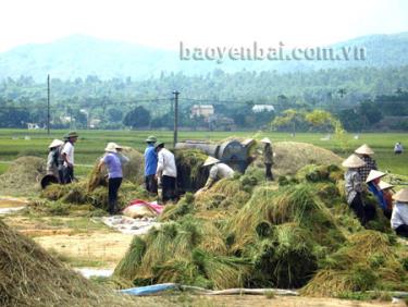 Nông dân Văn Chấn thu hoạch lúa mùa, năng suất ước đạt 55 tạ/ha.
