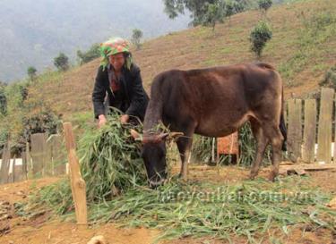 Chăn nuôi bò cái sinh sản tại thôn Đầu Cầu, xã Xà Hồ, huyện Trạm Tấu.