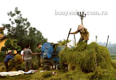 Nông dân xã Việt Thành, huyện Trấn Yên sử dụng máy tuốt lúa.
