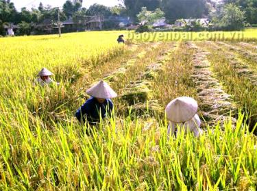 Nông dân Yên Bình khẩn trương thu hoạch lúa mùa làm đất gieo trồng cây vụ đông.
