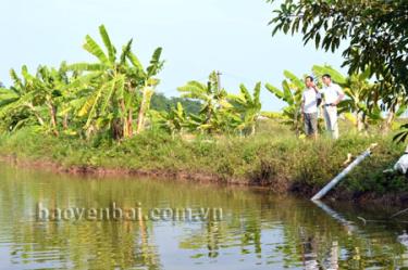 Nhiều hộ dân chuyển đổi sang mô hình nuôi cá ruộng cho hiệu quả cao.