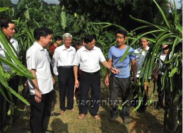 Đoàn đại biểu điển hình tiên tiến trong đồng bào Công giáo tỉnh thăm mô hình trồng thanh long của gia đình ông Nguyễn Văn Mạnh.
