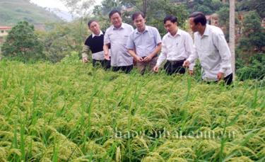link dafabet đồng chí lãnh đạo huyện Trạm Tấu kiểm tra tình hình sản xuất tại xã Trạm Tấu.