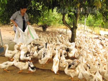 Nhân dân xã Thượng Bằng La (Văn Chấn) tích cực lao động sản xuất, nâng cao đời sống.