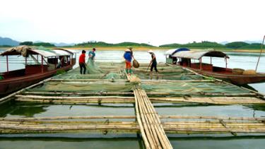 Nuôi tôm trên hồ Thác Bà của nông dân thôn Tân Minh (Mông Sơn).