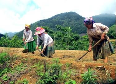 Hội viên phụ nữ thôn Háng Tây, xã Pá Lau, huyện Trạm Tấu giúp nhau ngày công làm ruộng nước.
