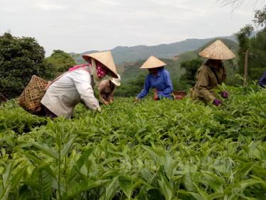 Nông dân xã Nậm Búng (Văn Chấn) thu hái chè Shan tuyết.
