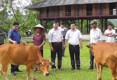 Lãnh đạo Mặt trận Tổ quốc huyện Văn Chấn trao bò hỗ trợ cho hộ nghèo xã Đồng Khê.