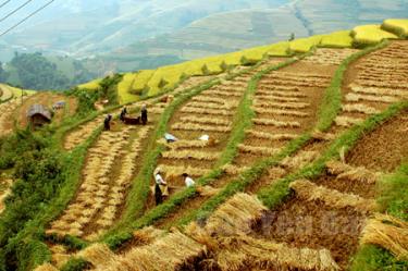 Mùa thu hoạch lúa ở vùng cao Mù Cang Chải.
