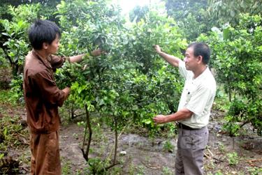 Nông dân xã Vân Hội trồng chanh tứ mùa cho thu nhập cao.
