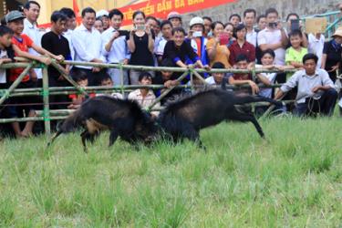 Các “đấu sỹ” dê tranh tài.
