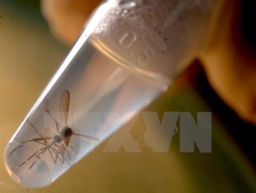 Dịch bệnh do virus Zika đang diễn biến phức tạp trên Thế giới.