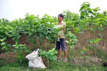 Cuộc tổng điều tra góp phần đánh giá và xây dựng kế hoạch, hoạch định chính sách, chiến lược phát triển kinh tế, xã hội. (Trong ảnh: Nông dân xã Tân Đồng, huyện Trấn Yên trồng dâu nuôi tằm).