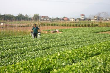 Nông dân huyện Văn Chấn chăm sóc rau màu vụ đông.
