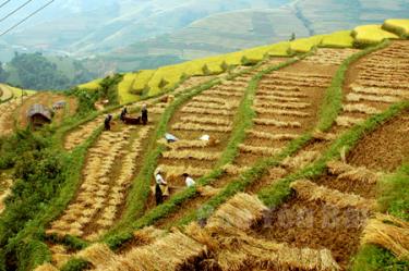 Ruộng bậc thang Mù Cang Chải - Mùa lúa chín.
(Ảnh: Quang Tuấn)