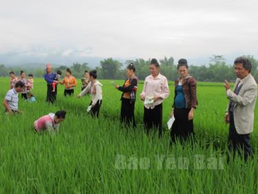 Cán bộ Trạm Bảo vệ thực vật thị xã Nghĩa Lộ hướng dẫn người dân chăm sóc lúa.
