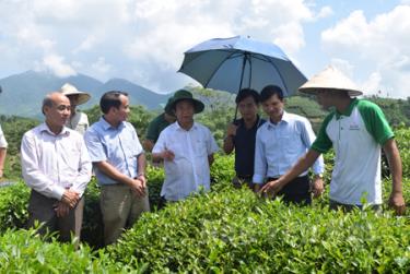 Giáo sư Nguyễn Lân Dũng - Chủ tịch Hội các ngành Sinh học Việt Nam (thứ 3 bên trái) thăm đồi chè ứng dụng chế phẩm EMINA tại huyện Yên Bình.